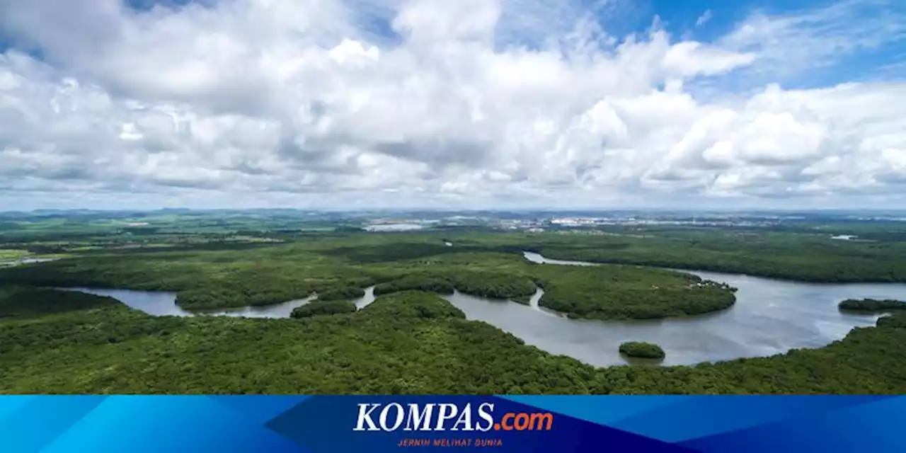 Dampak Perubahan Iklim, Pohon Hutan Hujan Tropis Gagal Berfotosintesis