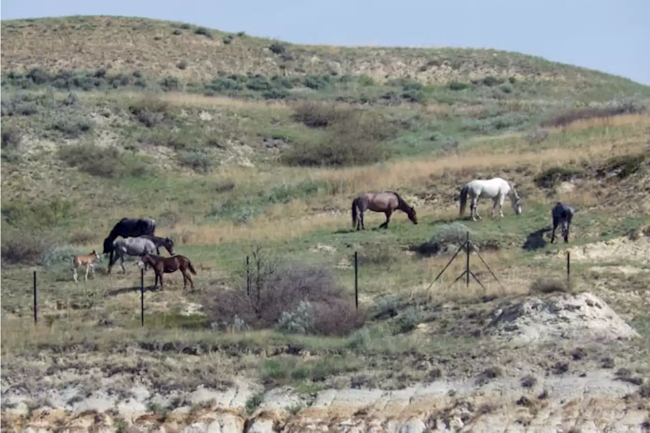 Beloved wild horses that roam Theodore Roosevelt National Park may be removed. Many oppose the plan