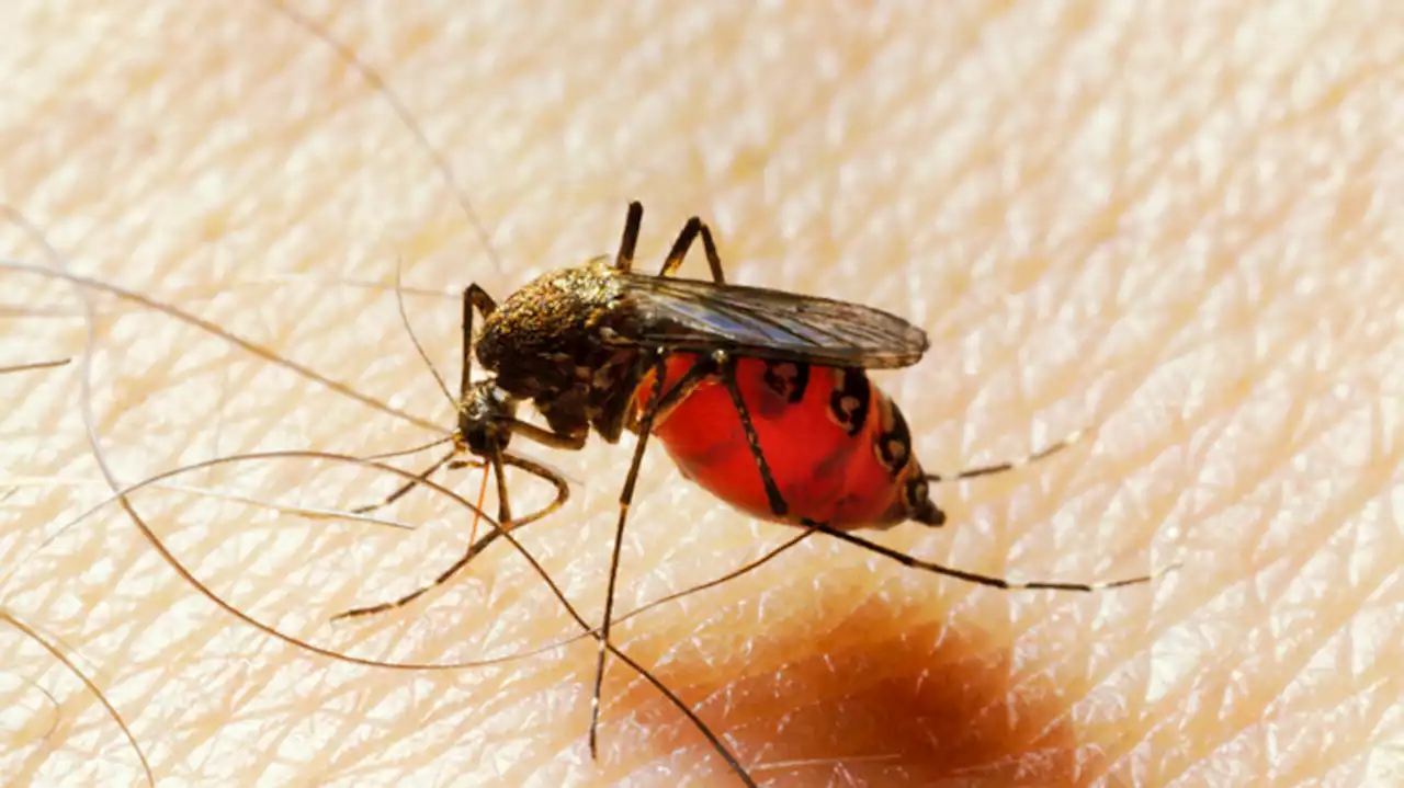 Mosquitoes test positive for West Nile virus at Utah State Correctional Facility