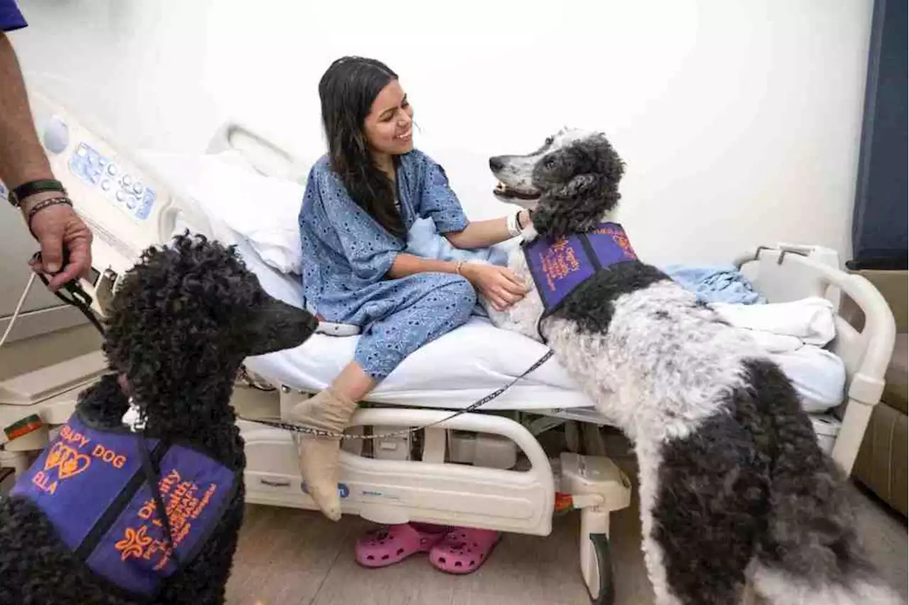 Rudy and Ella, two cuddly poodles, cheer up patients for National Dog Day