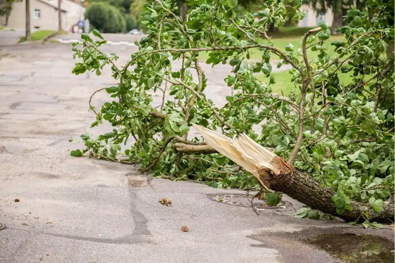 Sudden branch drop syndrome: What you need to know