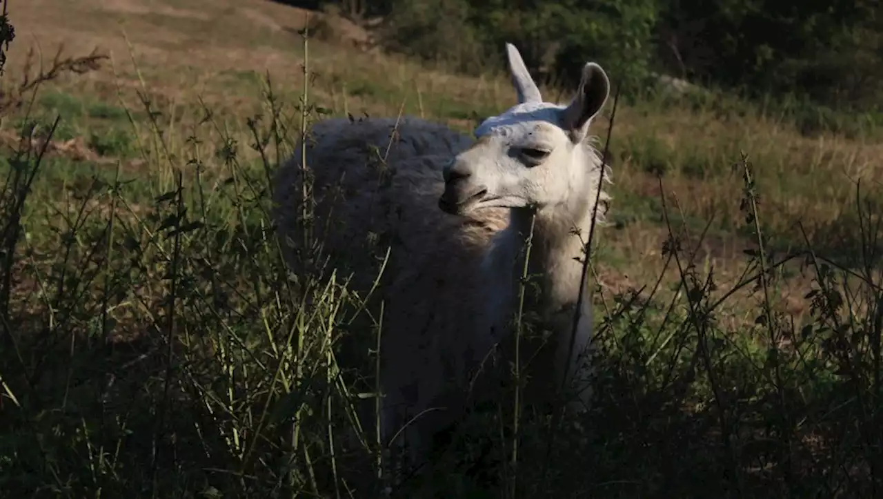 Été en Ariège : comme un air de Bolivie dans la vallée de Vicdessos