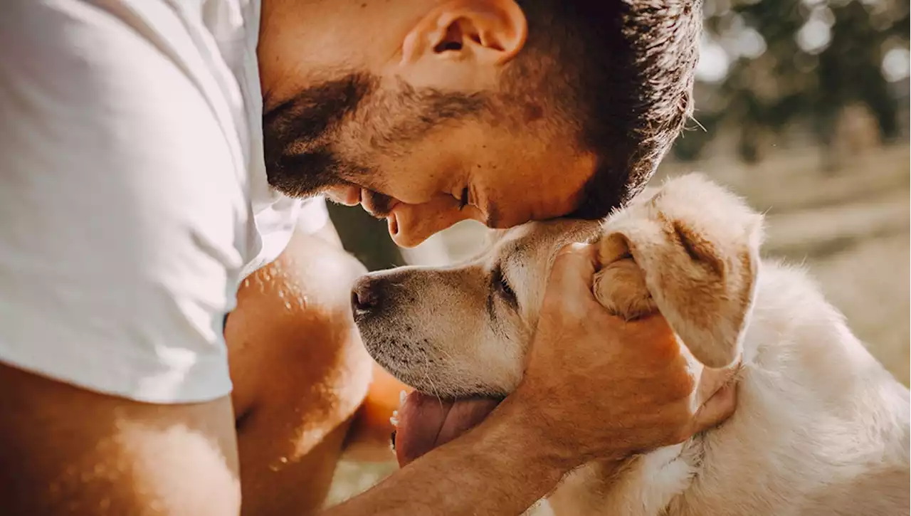 La Giornata mondiale del cane e il compagno umano, un rapporto fra amore eterno e patti traditi