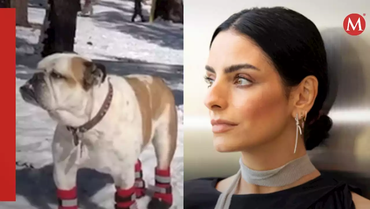 Mensaje de Aislinn Derbez para despedir a Fiona, perrita de su papá