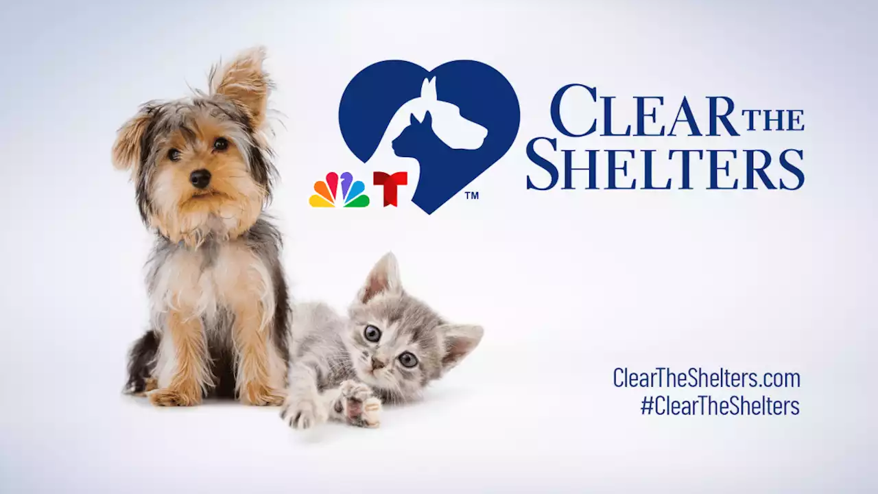 Clear the Shelters: Meet your next furry friend