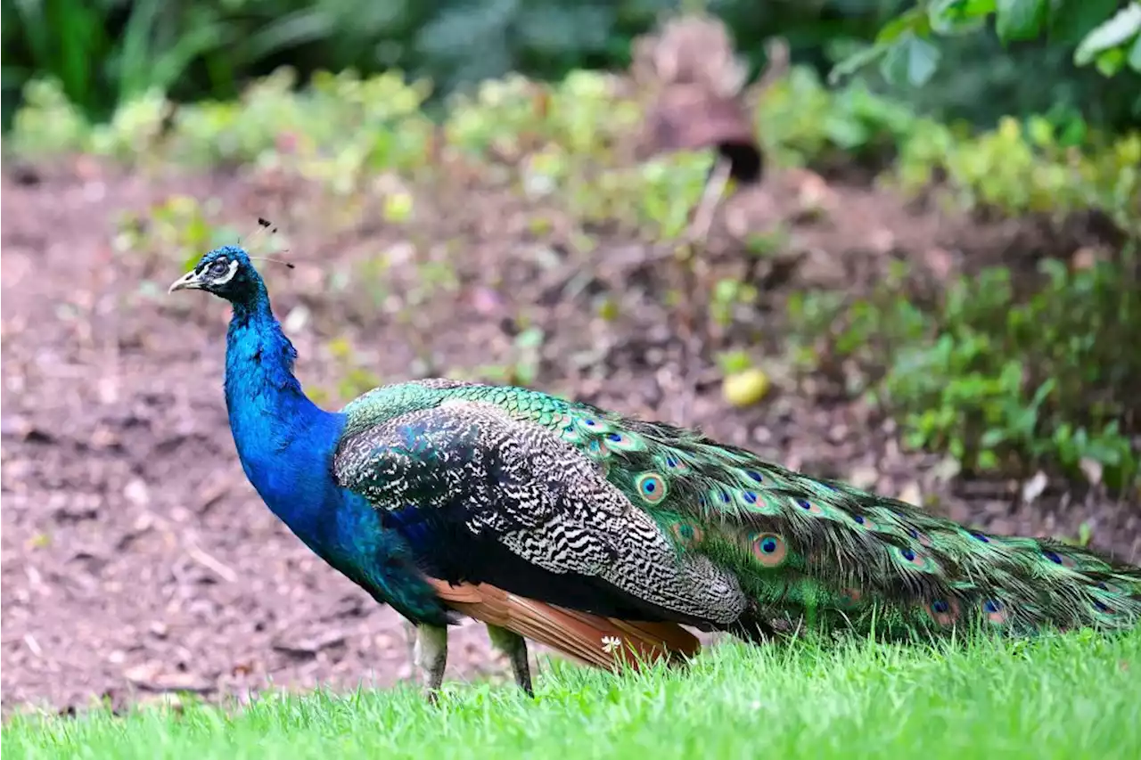 ‘We want justice for Pete': Beloved Las Vegas peacock fatally shot by bow and arrow