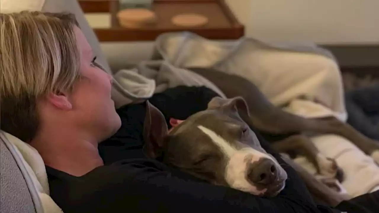 Clear the Shelters: 76ers announcer Kate Scott appreciates her pitbull's companionship throughout the busy days