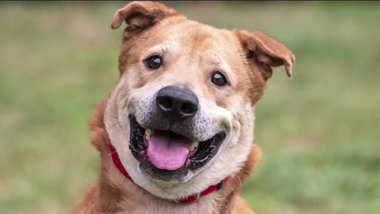 Clear the Shelters: Check out these adorable pets still up for adoption