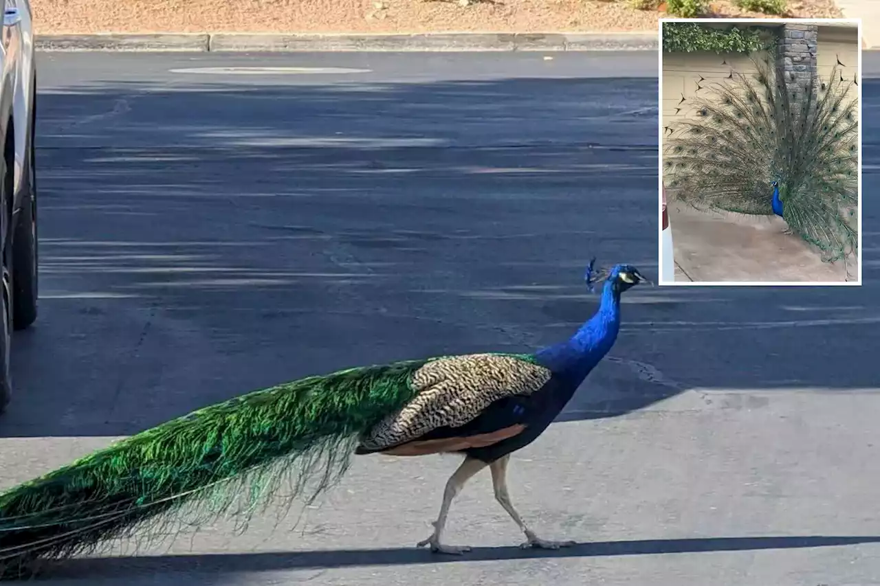 Pete the peacock, adored by Las Vegas neighborhood, fatally shot by bow and arrow