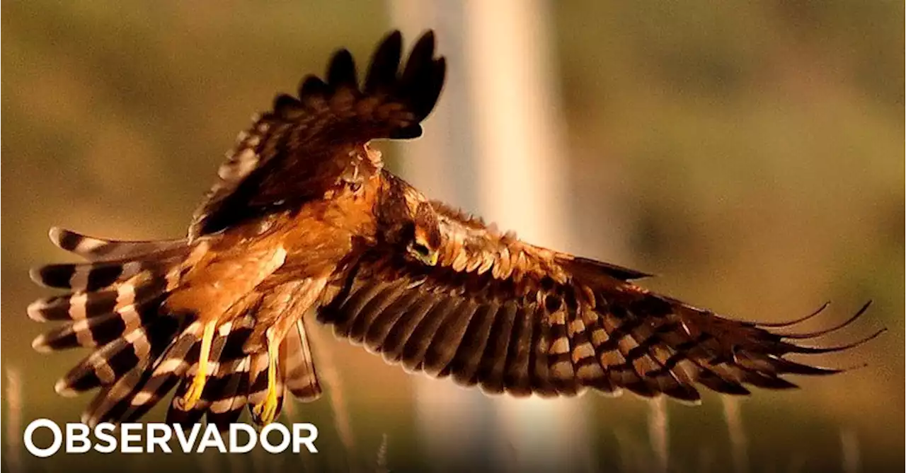 Libertadas no Alentejo 17 aves juvenis da espécie ameaçada tartaranhão-caçador