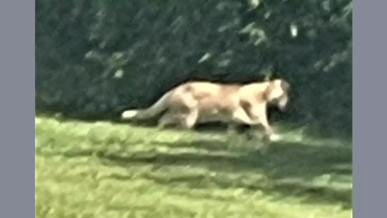 ‘Large cats’ spotted in central Pa. aren’t wild after all: Game Commission