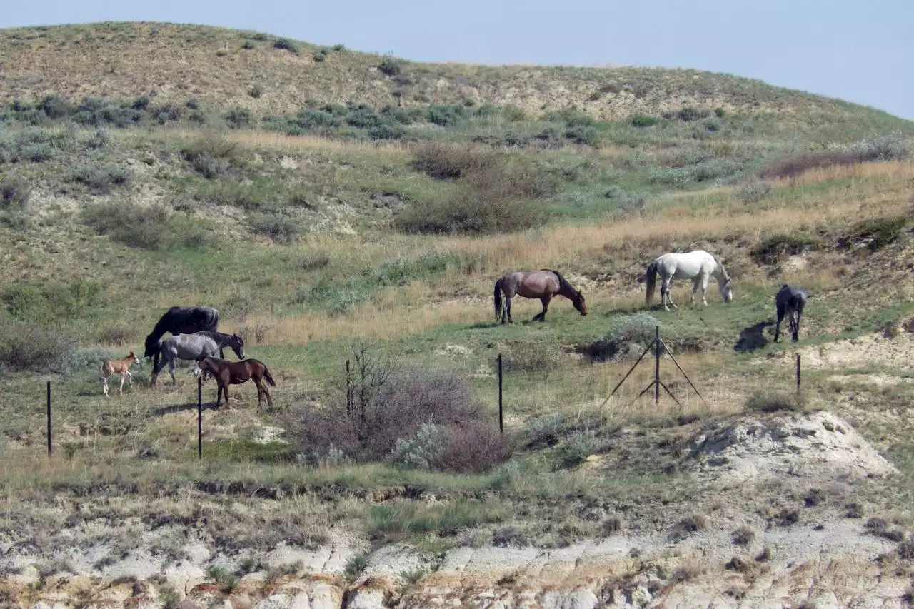 Wild horses that roam Theodore Roosevelt National Park may be removed. Many oppose the plan