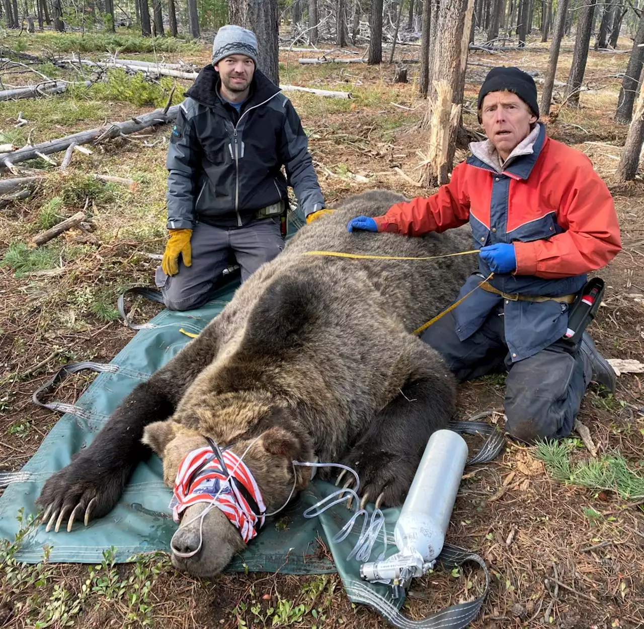 Wildlife biologist surprised at number of bears in Prince George