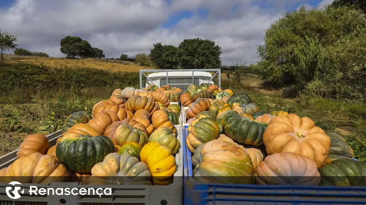 UE e Portugal financiam projeto que transforma a vida de agricultores são-tomenses