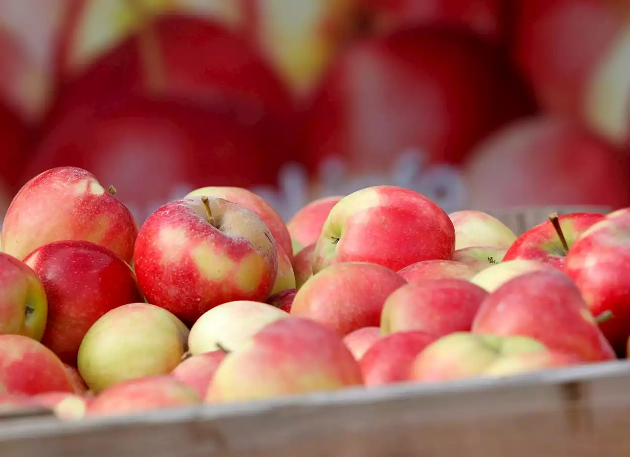 Apfel-Erntesaison für Niedersachsen eröffnet