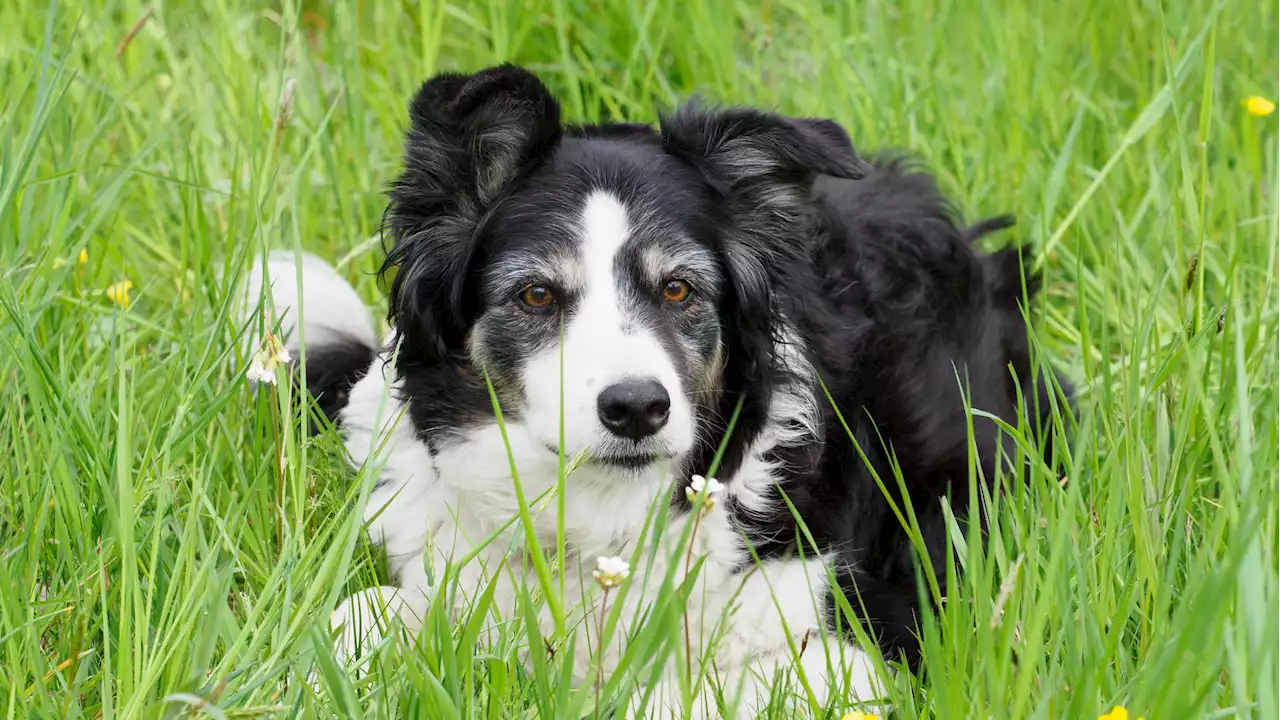 Neue Studie mit Wuff-Effekt: So hört Ihr Hund Ihnen garantiert zu