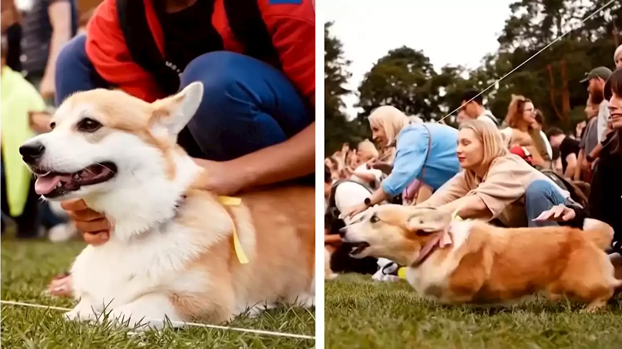 Schnell trotz kurzer Beine! Bei diesem Rennen in Litauen dürfen nur Corgis mitmachen