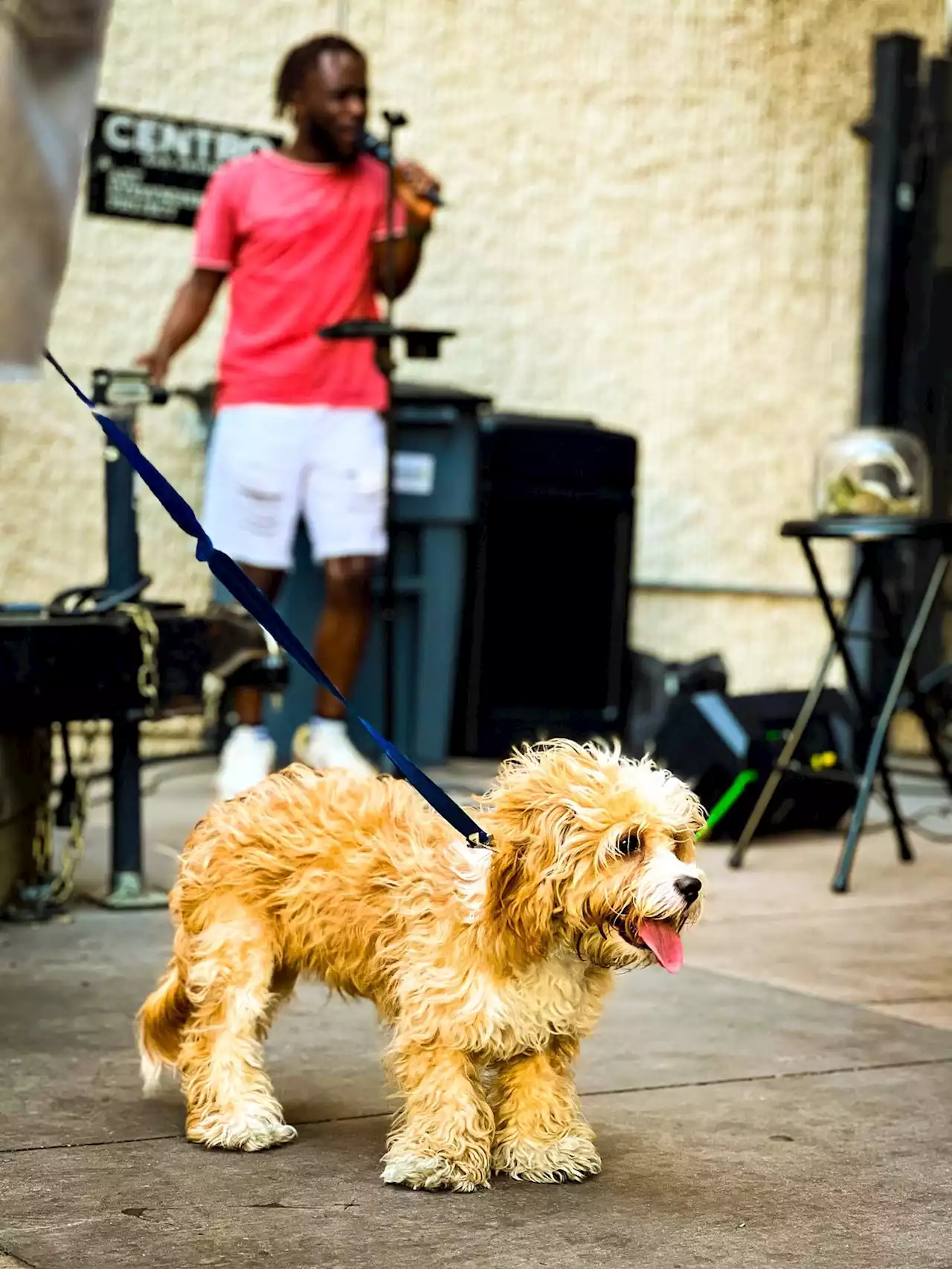 Pet-Friendly “Yappy Hour” at Sauced on Losoya