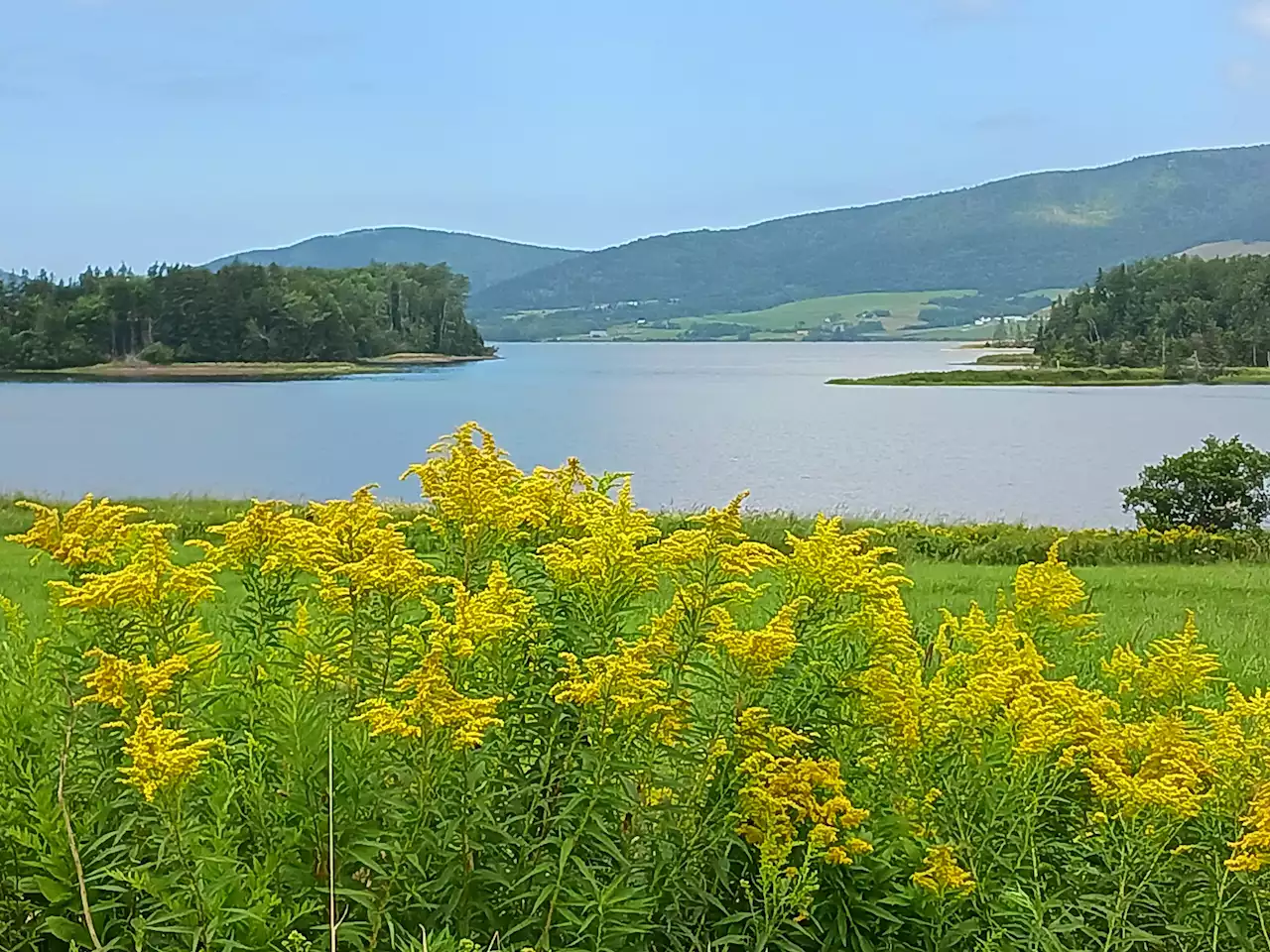 WEATHER PHOTO: Goldenrod in Mabou, N.S.