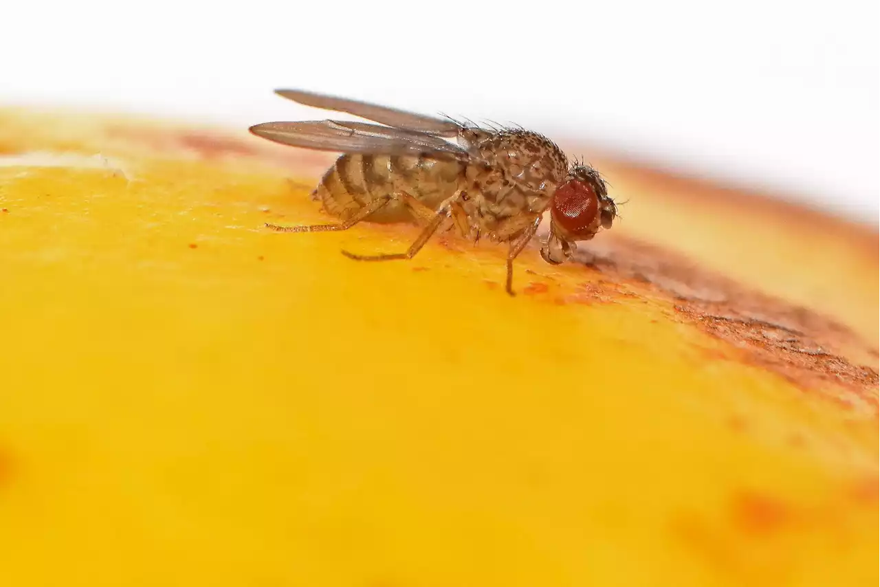 Genetic Breakthrough: Scientists Induce Asexual Reproduction in Fruit Flies