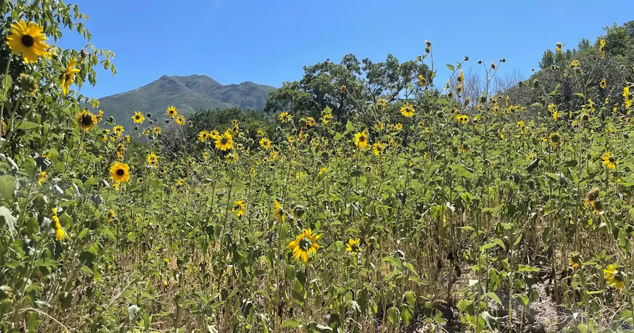 Environmentalists weigh in on ‘flower bombing,’ and how to do it wisely