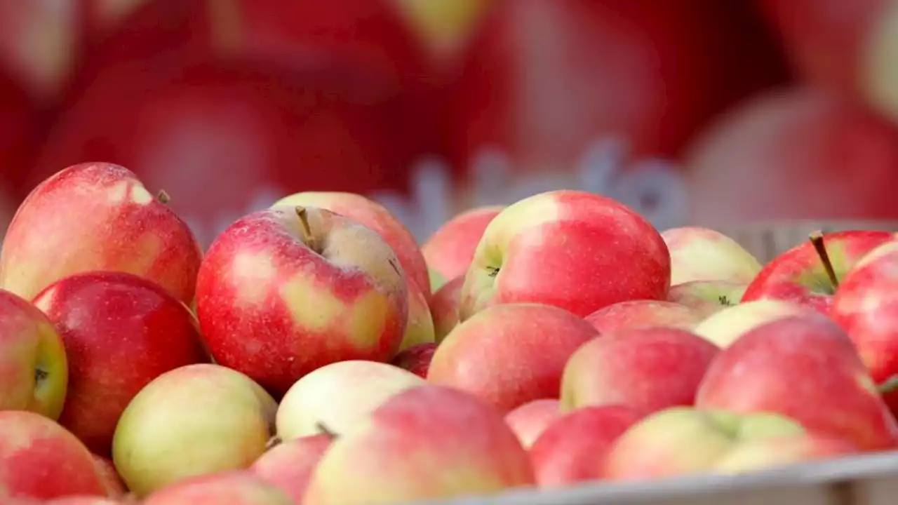 Apfel-Erntesaison für Niedersachsen eröffnet