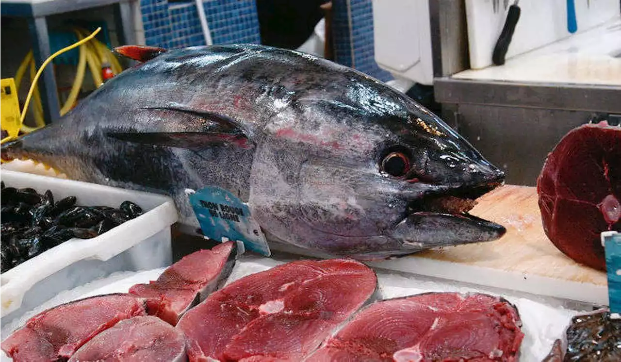 Charente-Maritime : trois plaisanciers pris en flagrant délit de pêche illégale de thon rouge à Royan