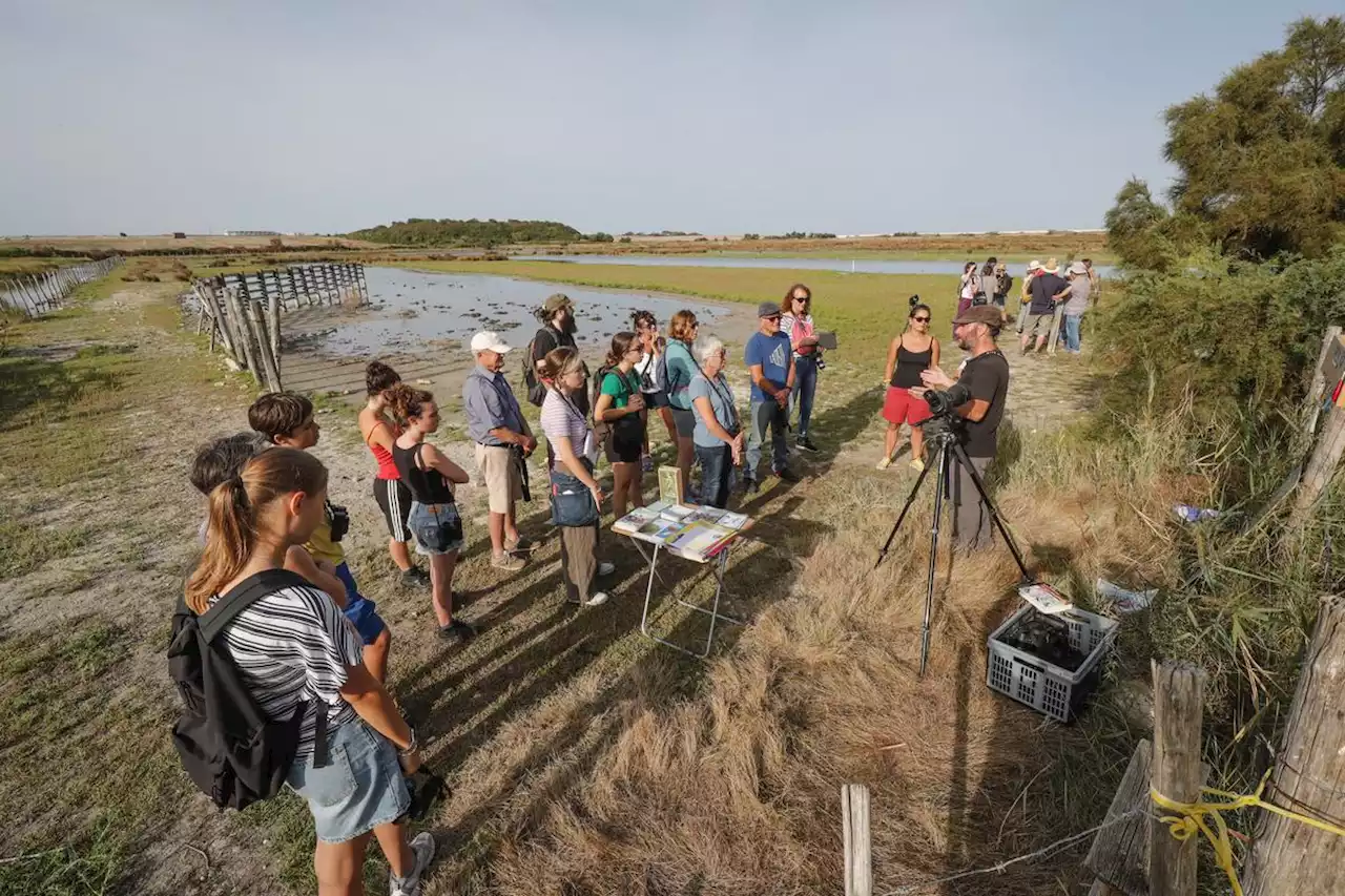 La Rochelle : une séance de baguage dans le marais de Pampin pour « protéger les oiseaux »