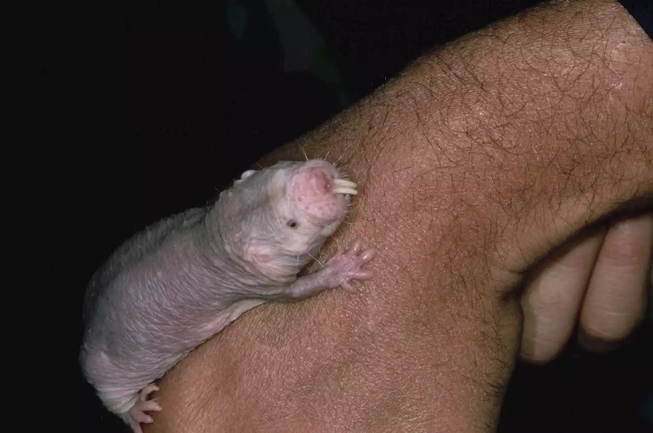 Naked mole rat longevity gene could be answer to longer life and resistance to cancer