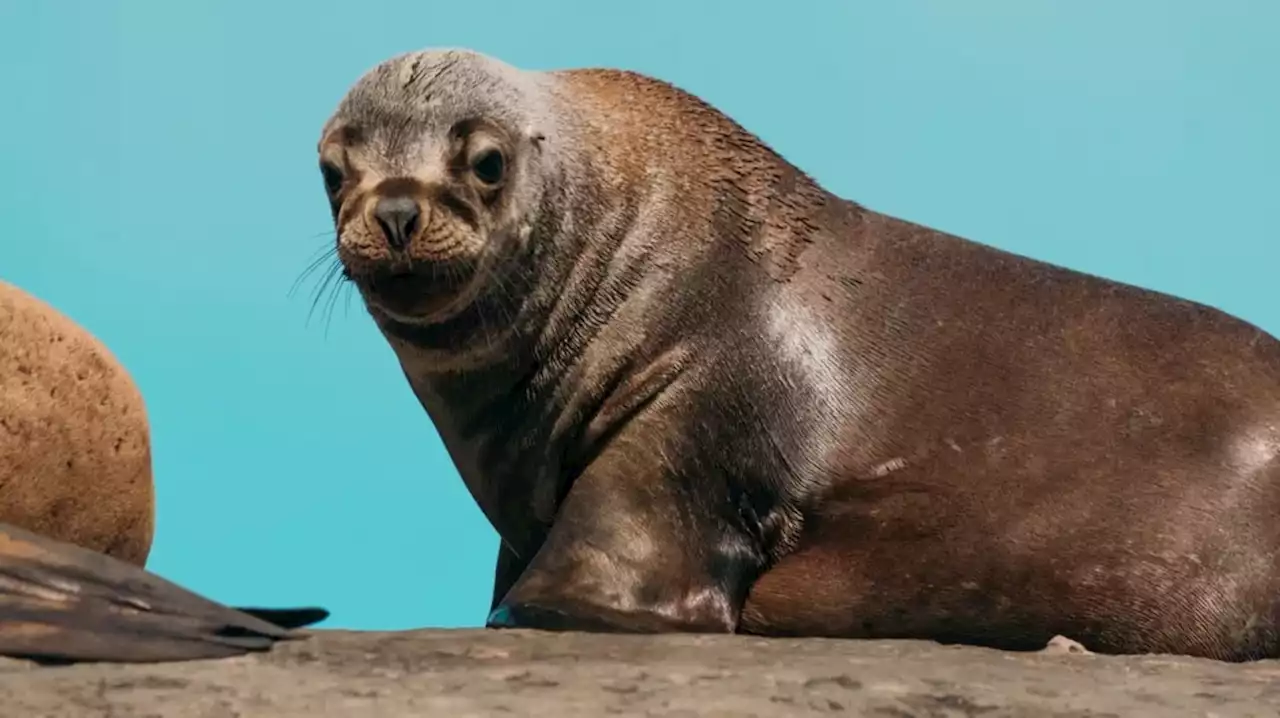 Confirmaron que los lobos marinos encontrados muertos en Necochea dieron positivo de gripe aviar