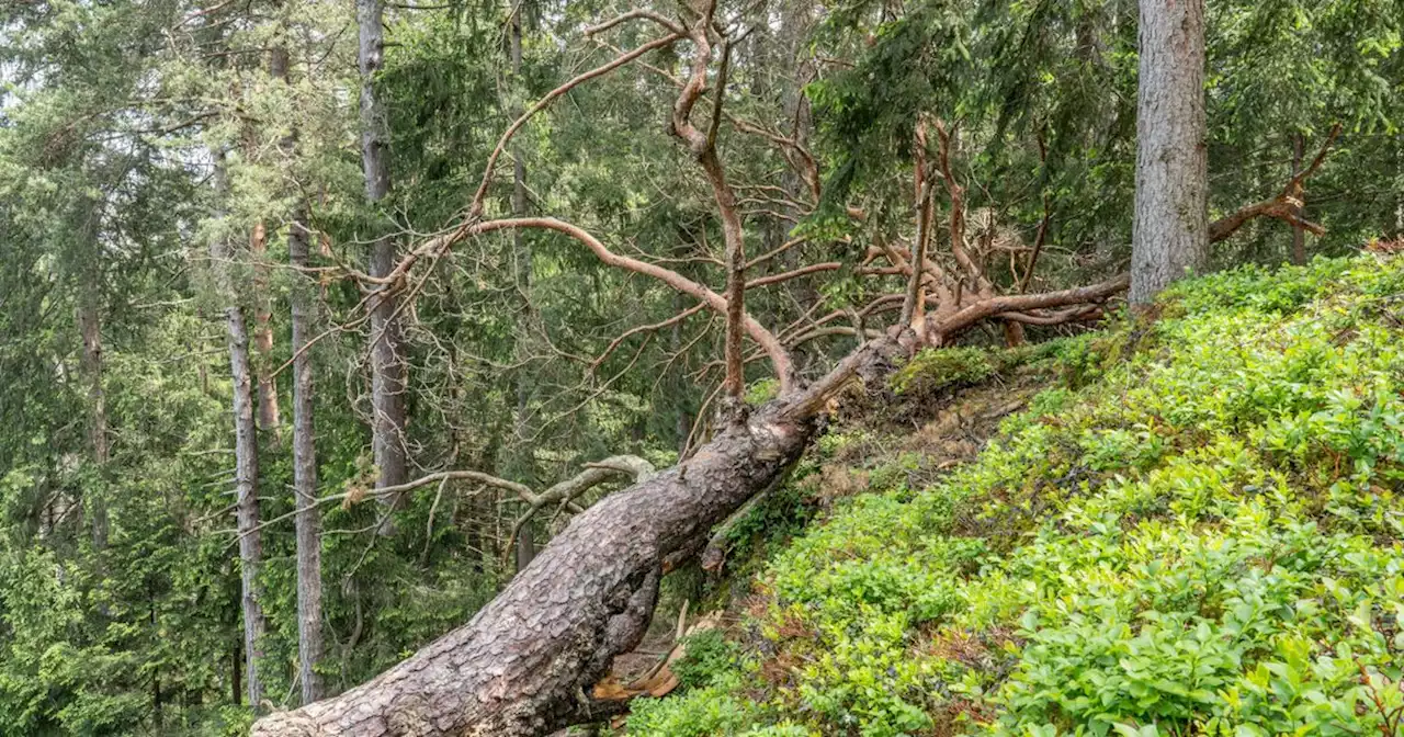 Baum blockierte Wanderweg in Osttirol: 58-Jähriger alarmierte Bergrettung