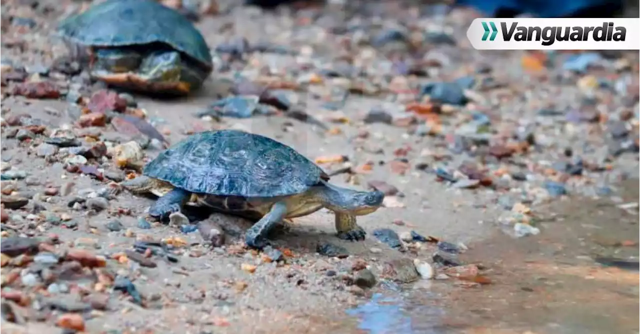 Devuelven a su hábitat natural más de 1.200 tortugas en el este de Colombia