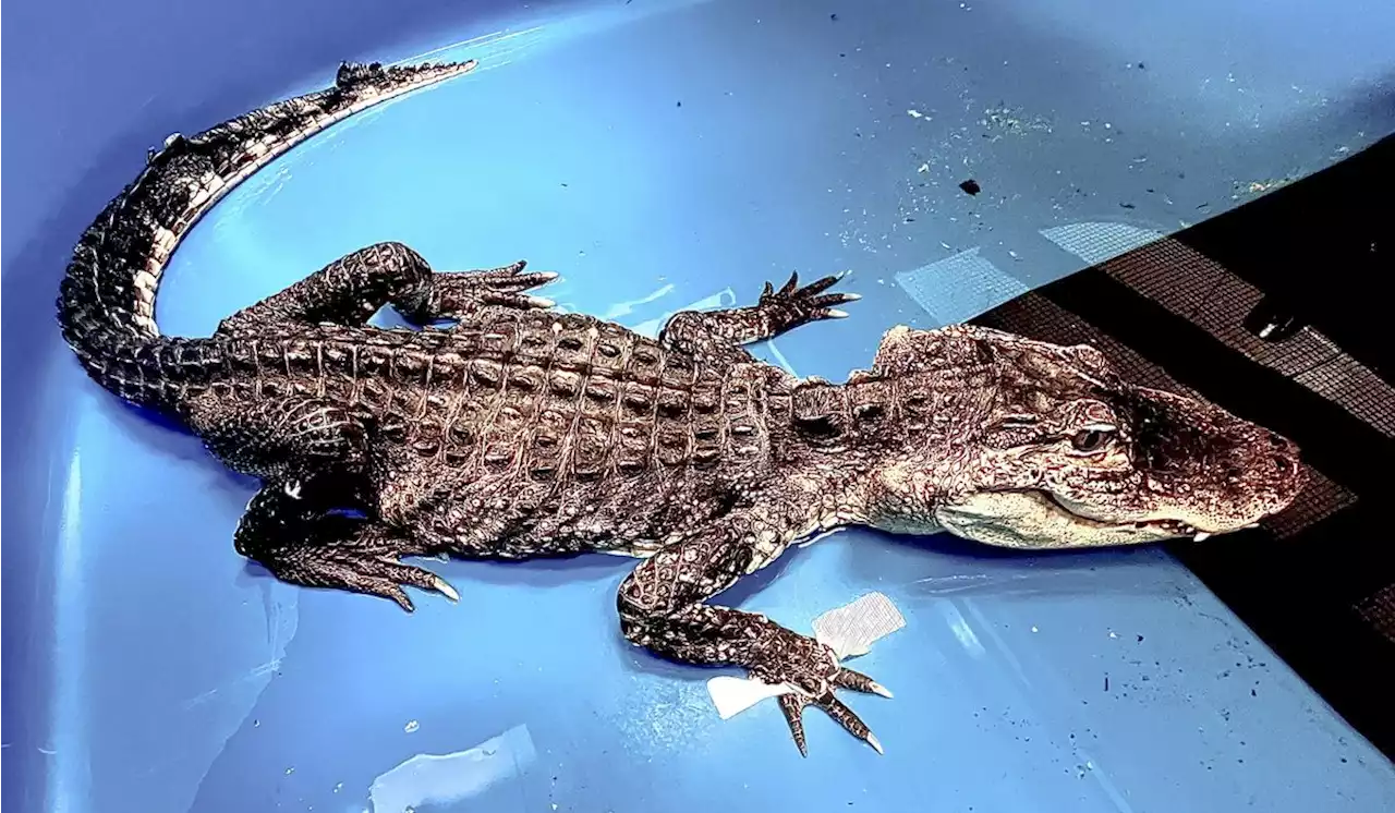 Michigan woman spots alligator wandering outside her back patio