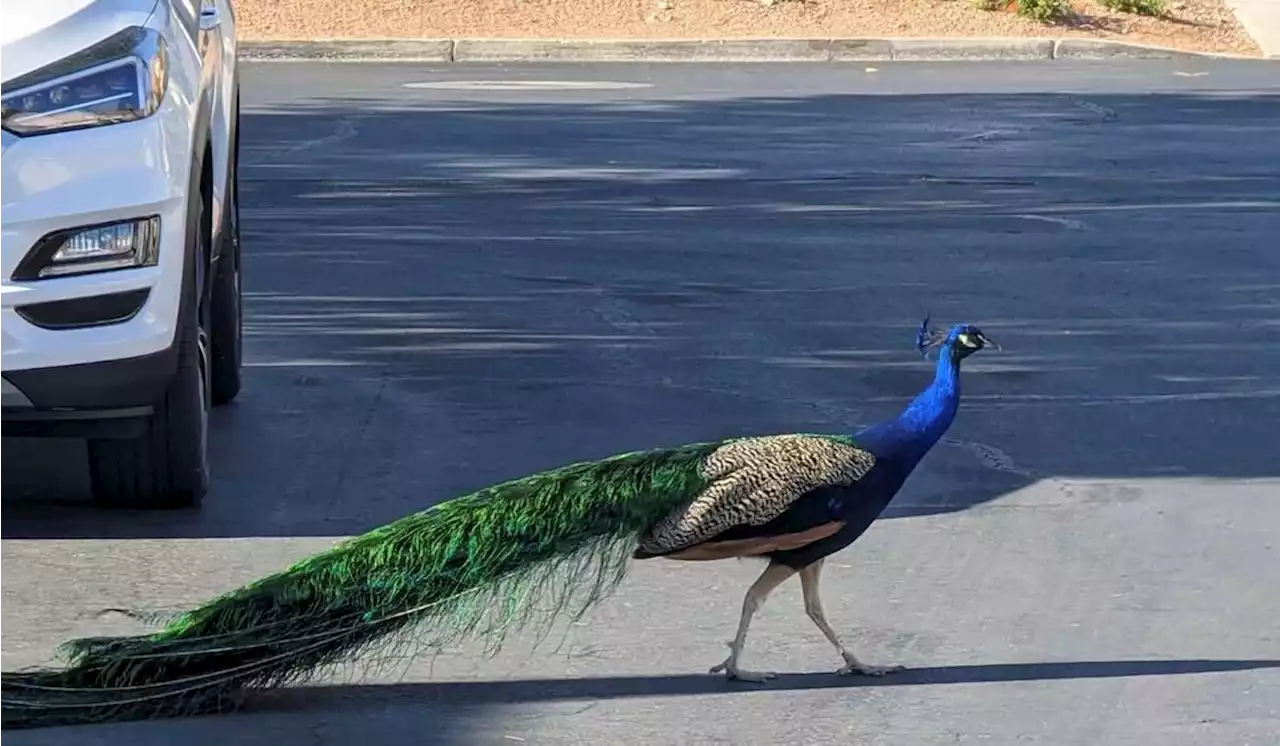 Vegas homeowners want justice, answers after neighborhood peacock dies from arrow wounds