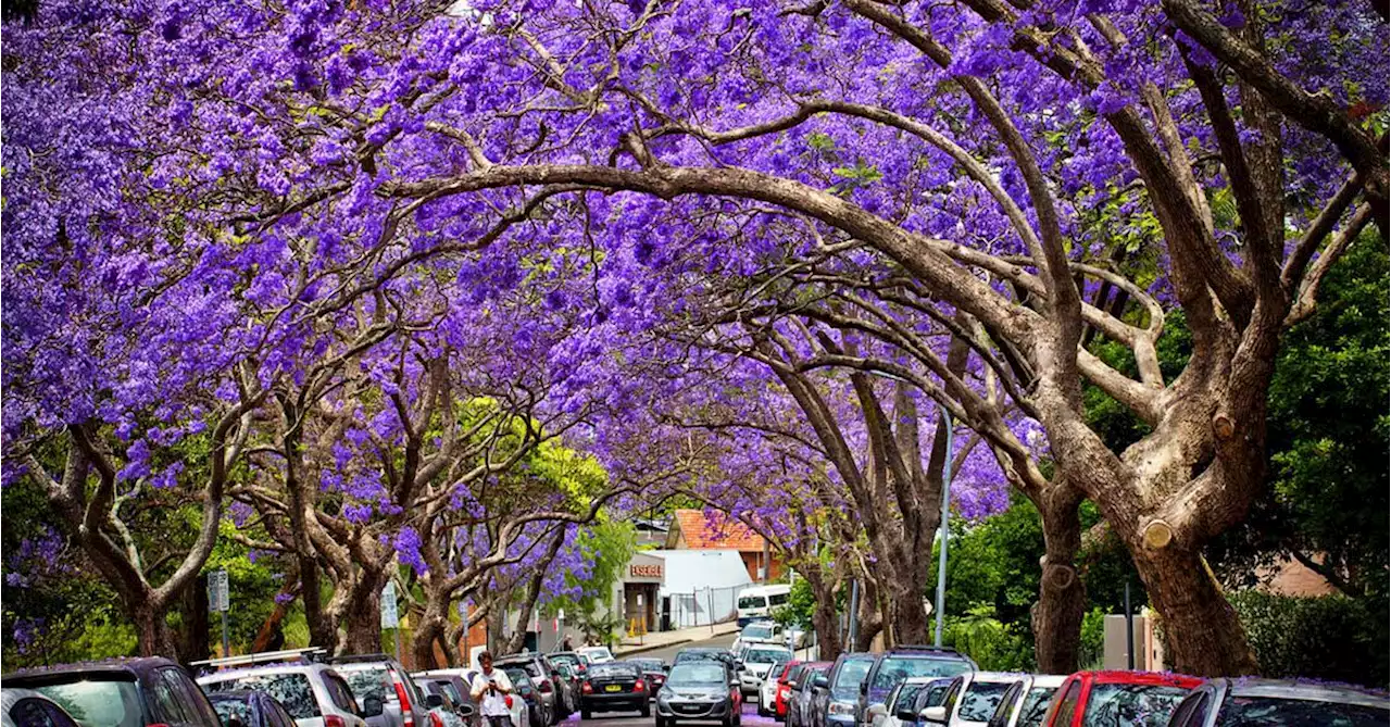 Jacaranda trees set to spring major surprise