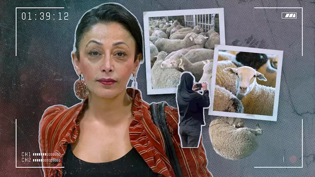 Regulations were introduced to end animal cruelty in the live export trade. But Shatha says the system isn't working