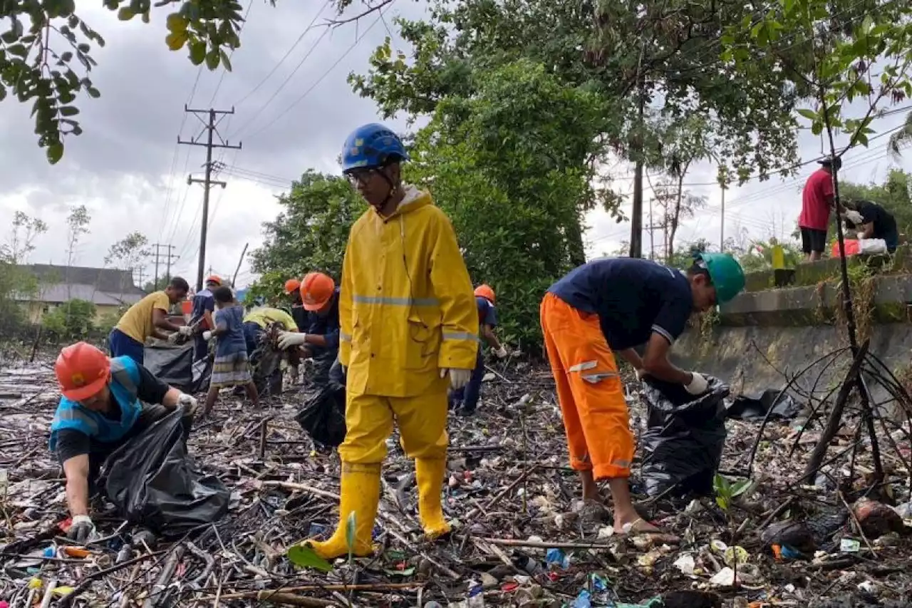 PLN Maluku tanam mangrove di kawasan hutan bakau Ambon