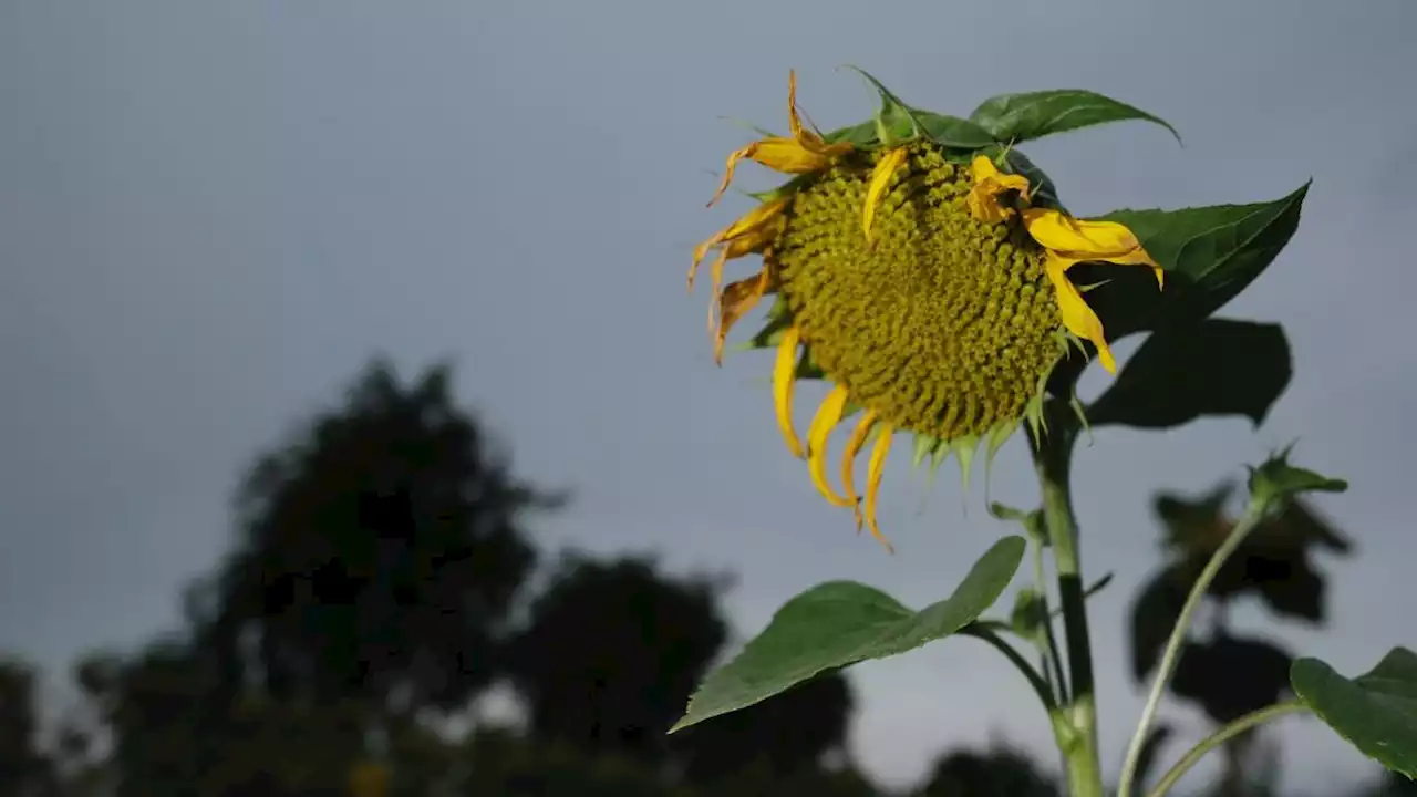 Sonne im Nordwesten und Dauerregen im Südosten