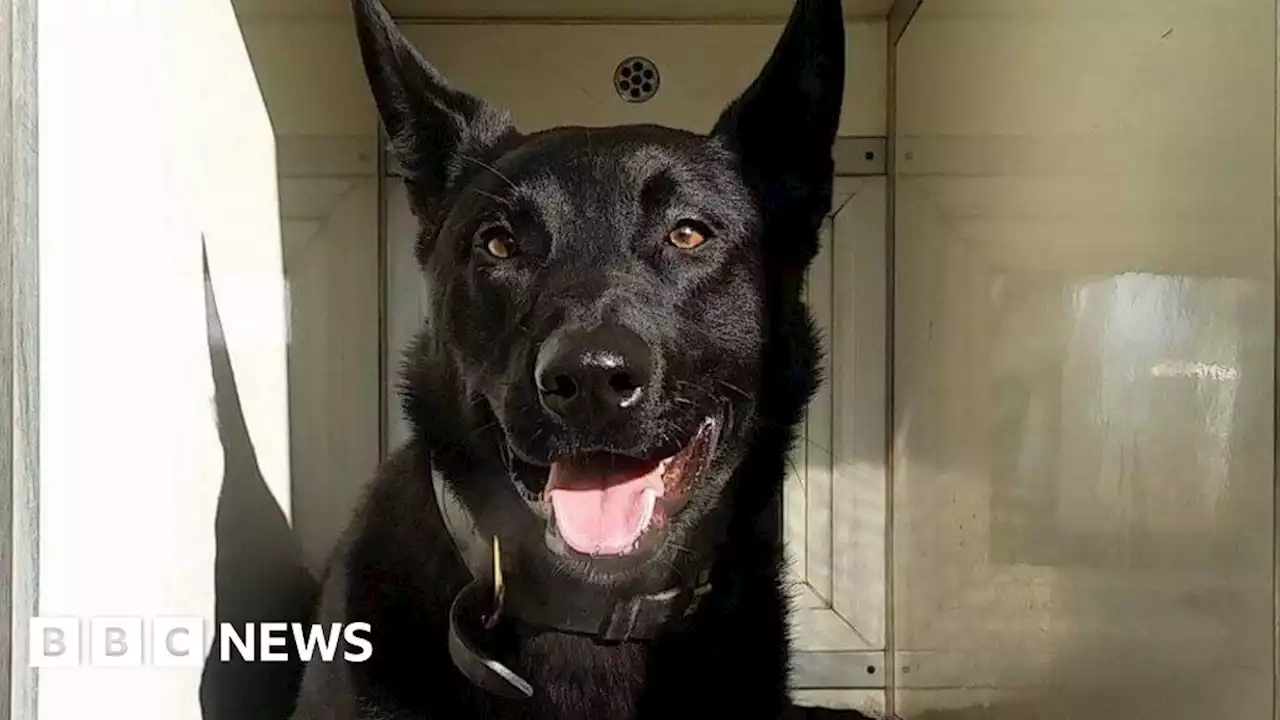 'Hero' ex-police dog needs quiet home to calm anxiety