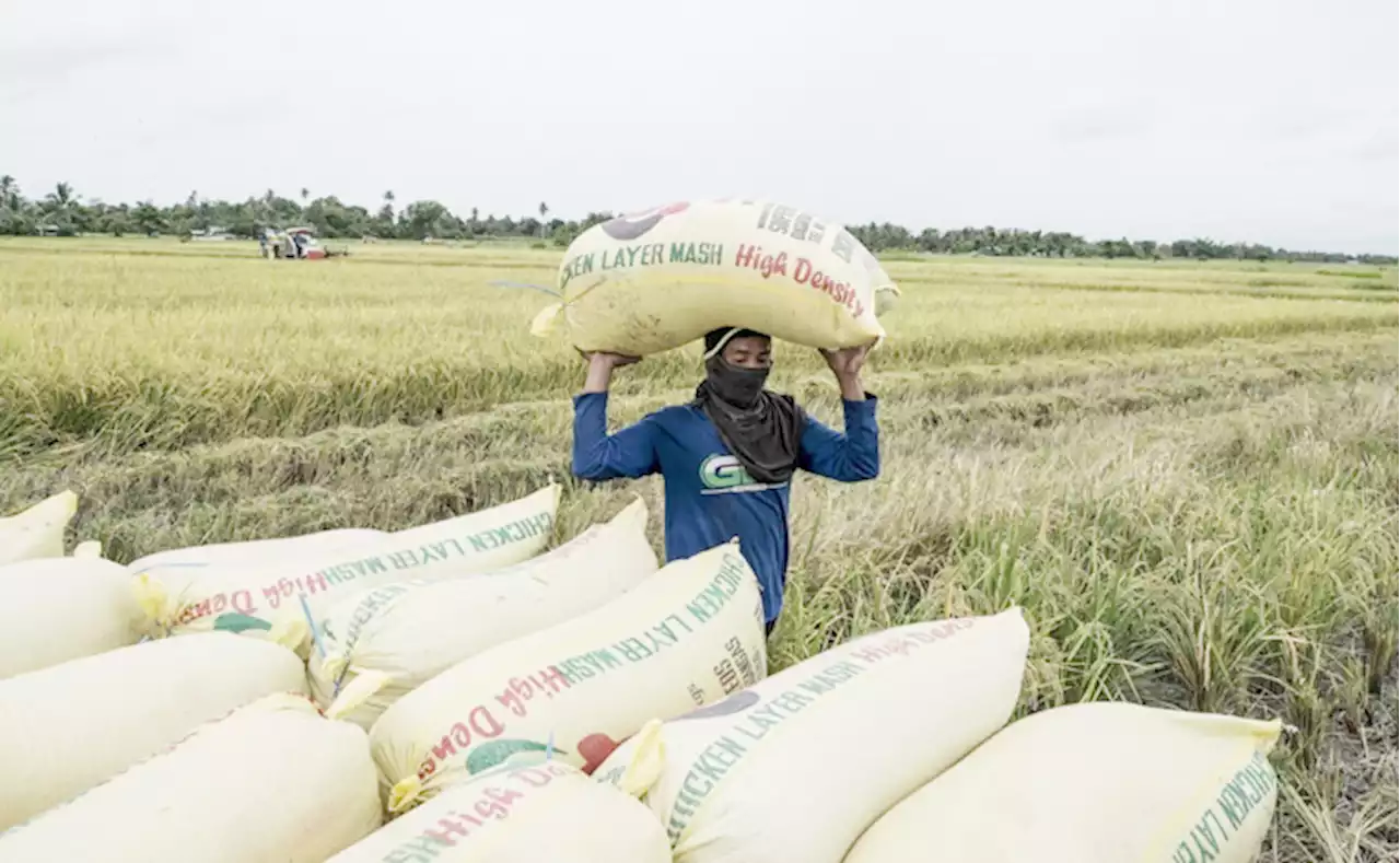 Traders: Palay prices rise as supply still tight