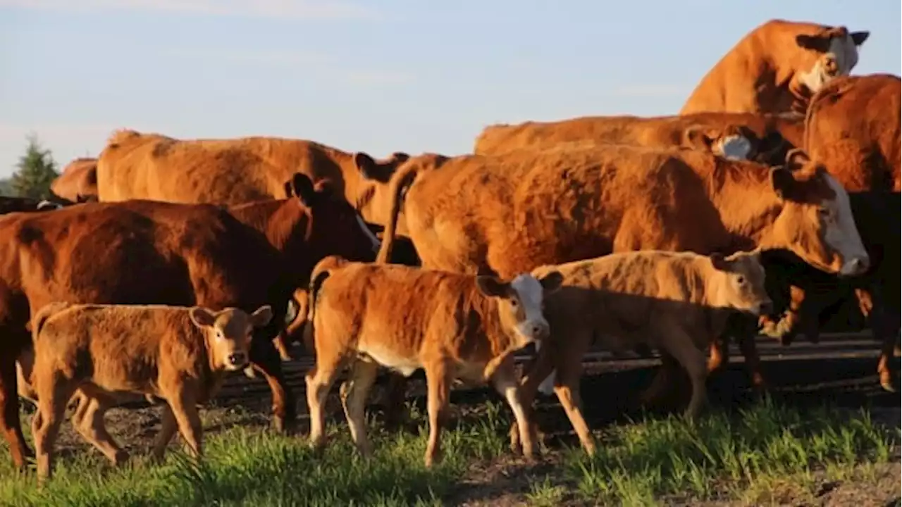 Cattle rancher worries as northern Alberta vet clinic reduces services