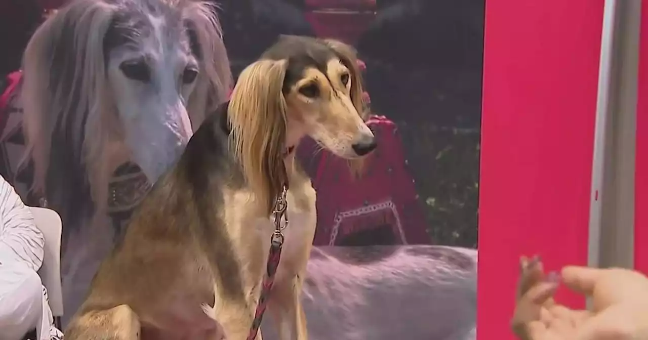 Great American Dog Show comes to McCormick Place