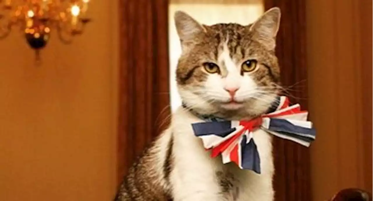 Larry il gatto di Downing Street ha 16 anni: «Non sono di Sunak. I premier vengono e vanno, io resto»