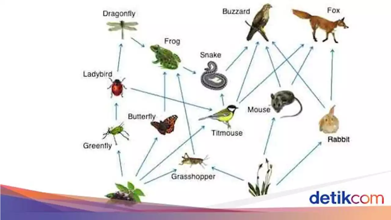Jaring-Jaring Makanan: Pengertian serta Perbedaannya dengan Rantai Makanan