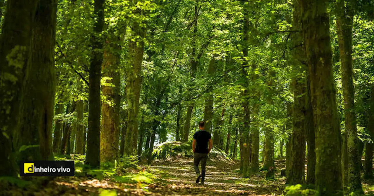 Fundo verde Land quer captar 500 milhões de euros e espera retorno de investimento de 10%