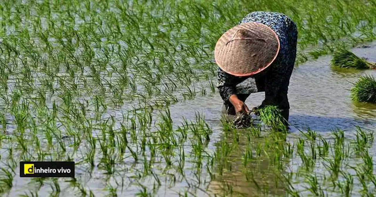 Índia aperta restrições à exportação de arroz para controlar preços internos