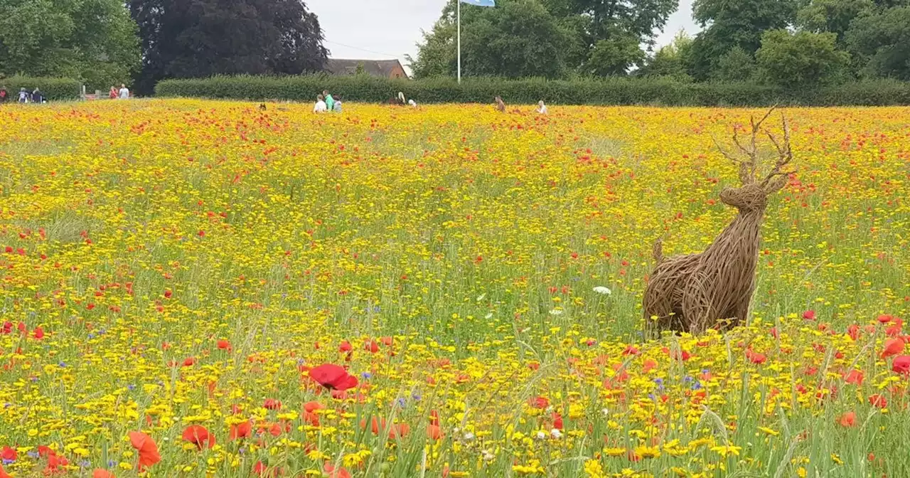 Wildflower walk with ice cream an hour's drive from Liverpool