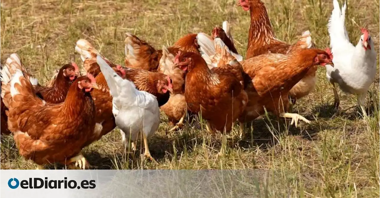 El enigma de las gallinas salvajes de Palma que aparecen muertas los viernes