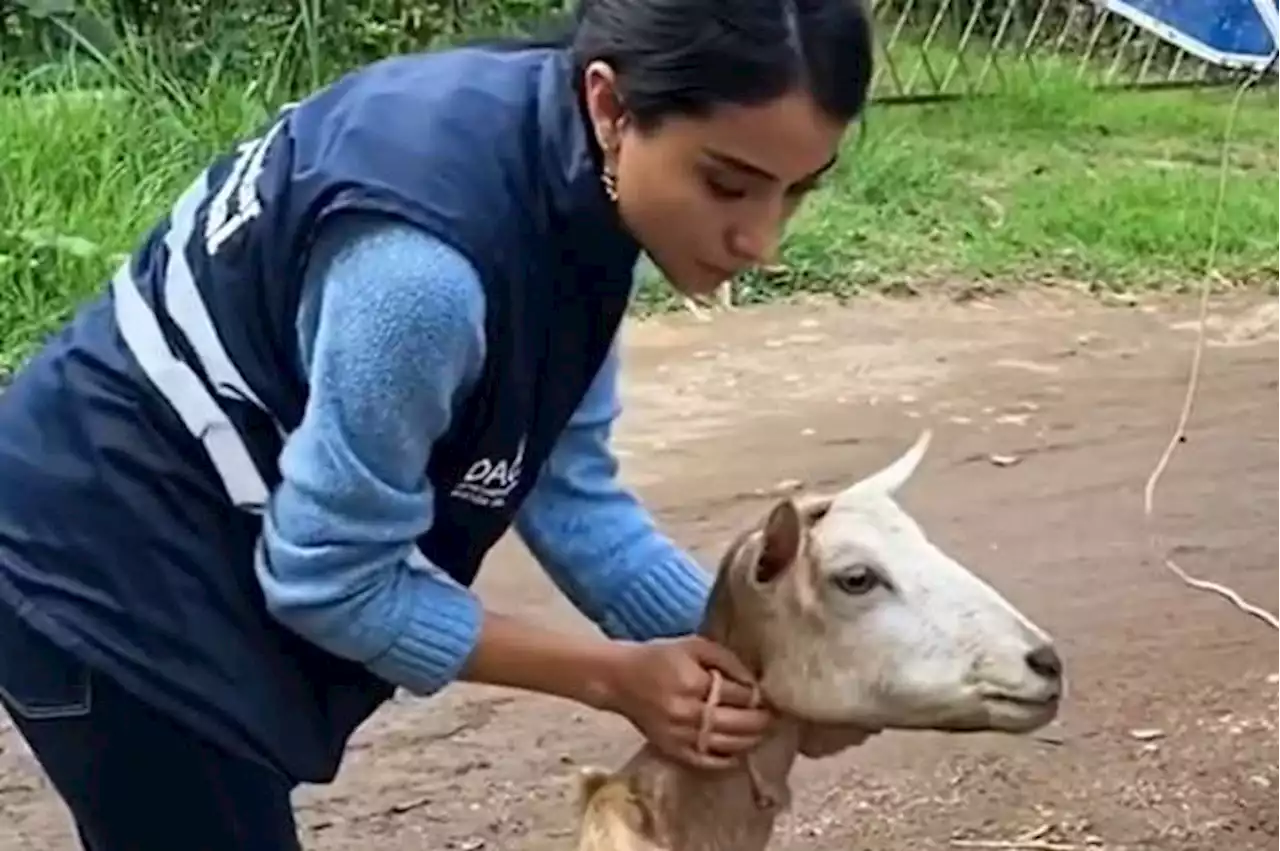 Rescatan animales desnutridos en establecimiento comercial de Cali