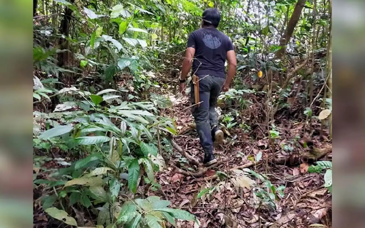 Perhilitan pasang kamera kesan harimau Batang Kali